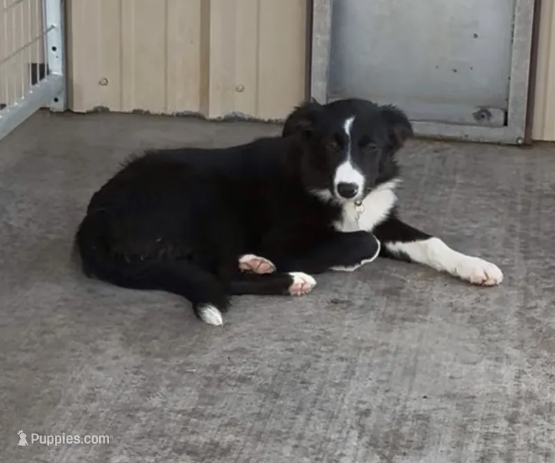 Male 1 – Border Collie puppy for sale in Loving, TX