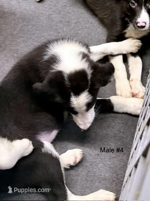 Male 4 – Border Collie puppy for sale in Loving, TX