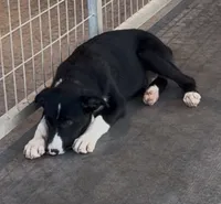 Male 3, a male Border Collie for sale in Loving, TX – 4 of 4