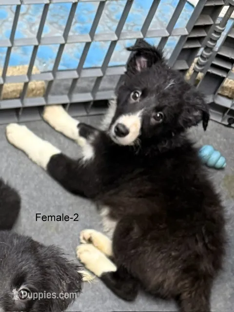 Female 2 – Border Collie puppy for sale in Loving, TX