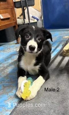 Male 2 – Border Collie puppy for sale in Loving, TX