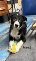 Male 2, a male Border Collie for sale in Loving, TX – 1 of 1
