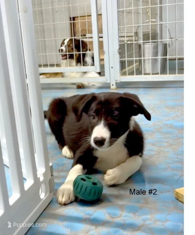 Male 2 – Border Collie puppy for sale in Loving, TX
