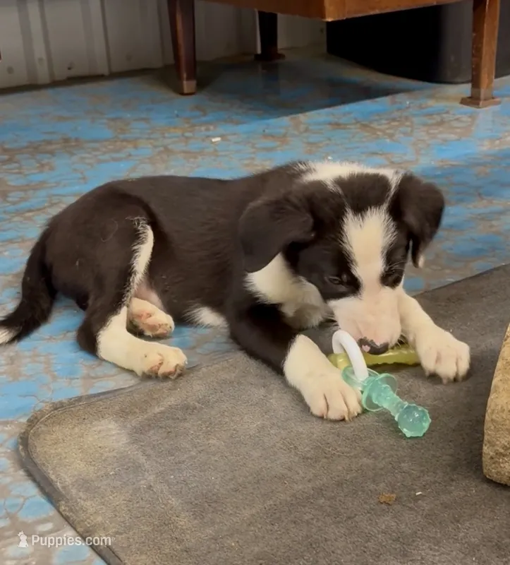 Male 4 – Border Collie puppy for sale in Loving, TX