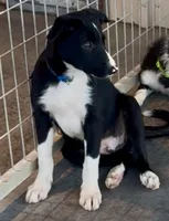Male 3, a male Border Collie for sale in Loving, TX – 3 of 4