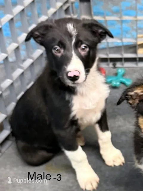 Male 3 – Border Collie puppy for sale in Loving, TX