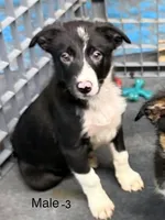 Male 3, a male Border Collie for sale in Loving, TX – 1 of 1
