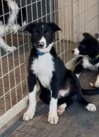 Male 3, a male Border Collie for sale in Loving, TX – 2 of 4