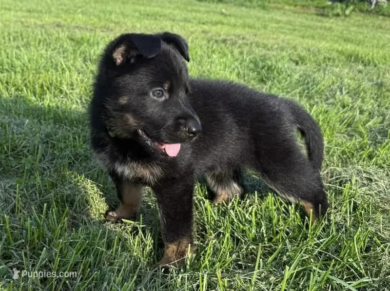 Green – German Shepherd Dog puppy for sale in Reelsville, IN