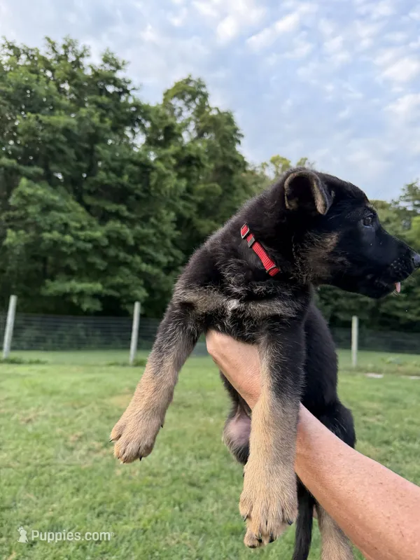 Red – German Shepherd Dog puppy for sale in Reelsville, IN