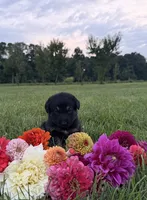 Green, a male German Shepherd Dog for sale in Reelsville, IN – 8 of 10