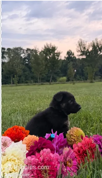 Light Blue – German Shepherd Dog puppy for sale in Reelsville, IN