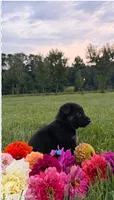 Light Blue, a male German Shepherd Dog for sale in Reelsville, IN – 1 of 2