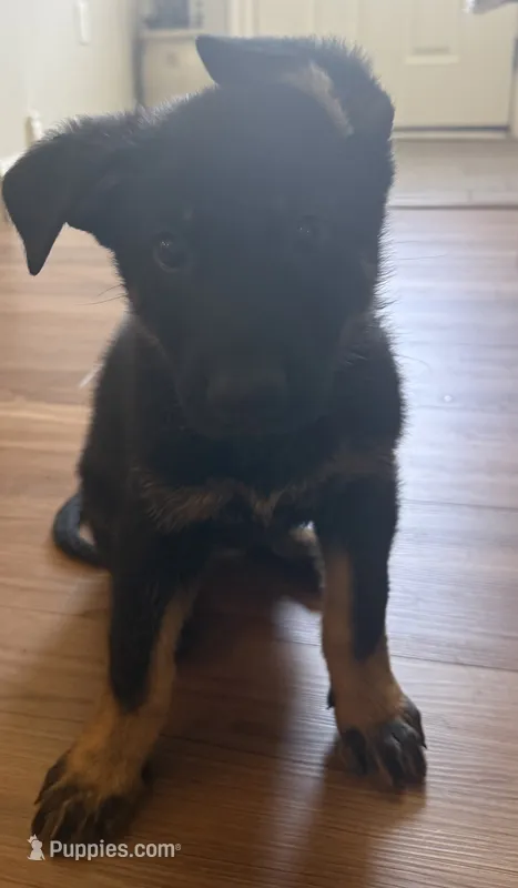 Purple – German Shepherd Dog puppy for sale in Reelsville, IN