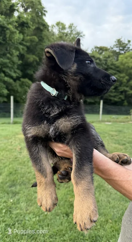Light Blue – German Shepherd Dog puppy for sale in Reelsville, IN