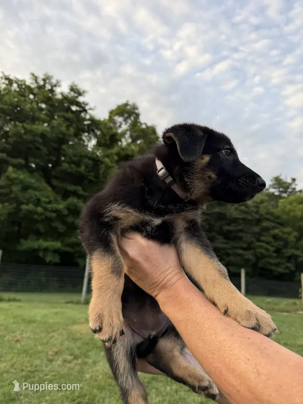 Gray – German Shepherd Dog puppy for sale in Reelsville, IN