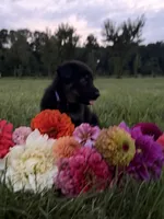 Green, a male German Shepherd Dog for sale in Reelsville, IN – 9 of 10