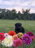 Green, a male German Shepherd Dog for sale in Reelsville, IN – 10 of 10