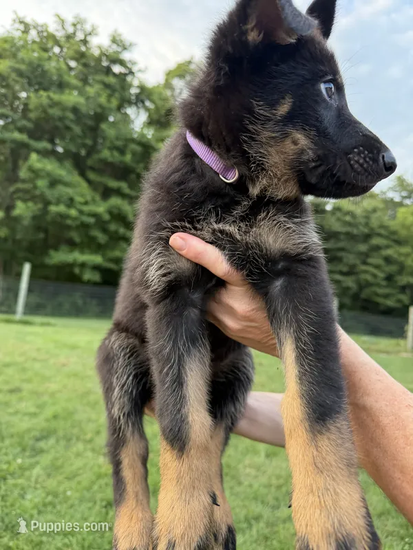 Purple – German Shepherd Dog puppy for sale in Reelsville, IN