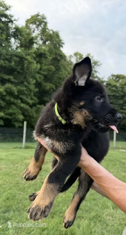 Green – German Shepherd Dog puppy for sale in Reelsville, IN