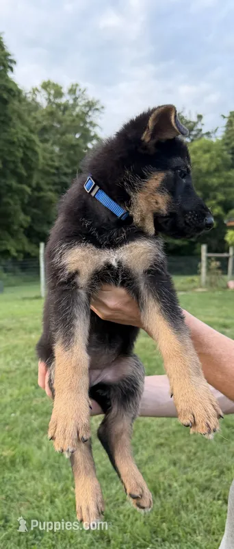 Dark Blue – German Shepherd Dog puppy for sale in Reelsville, IN