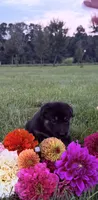 Green, a male German Shepherd Dog for sale in Reelsville, IN – 7 of 10