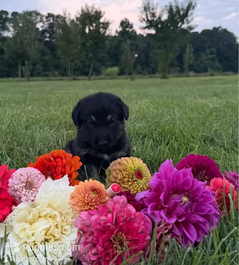 Red – German Shepherd Dog puppy for sale in Reelsville, IN
