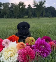 Red, a male German Shepherd Dog for sale in Reelsville, IN – 1 of 2