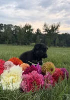Green, a male German Shepherd Dog for sale in Reelsville, IN – 5 of 10