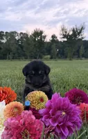 Green, a male German Shepherd Dog for sale in Reelsville, IN – 4 of 10