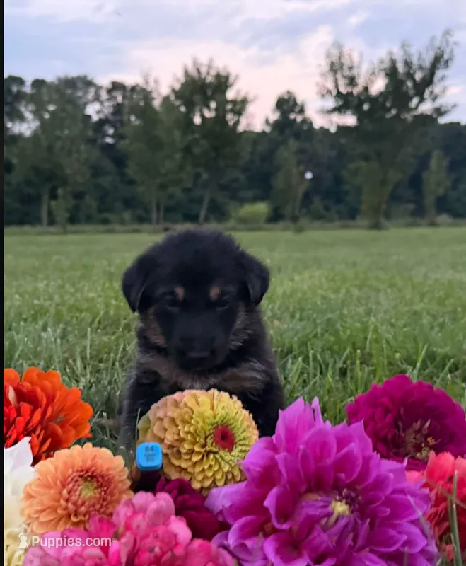 Dark Blue – German Shepherd Dog puppy for sale in Reelsville, IN