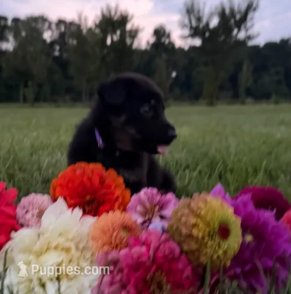 Purple – German Shepherd Dog puppy for sale in Reelsville, IN