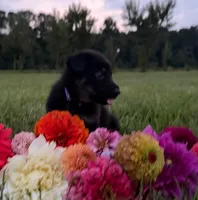 Purple, a male German Shepherd Dog for sale in Reelsville, IN – 1 of 2