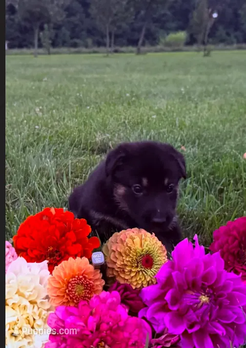 Gray – German Shepherd Dog puppy for sale in Reelsville, IN