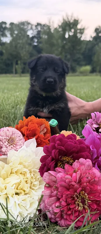 Green – German Shepherd Dog puppy for sale in Reelsville, IN