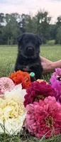 Green, a male German Shepherd Dog for sale in Reelsville, IN – 1 of 10