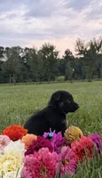 Green, a male German Shepherd Dog for sale in Reelsville, IN – 3 of 10