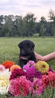 Green, a male German Shepherd Dog for sale in Reelsville, IN – 2 of 10