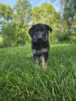 Jack, a male German Shepherd Dog for sale in Dundee, OH – 4 of 9