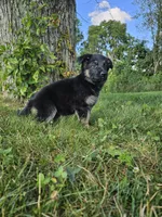 Abby, a female German Shepherd Dog for sale in Dundee, OH – 3 of 9