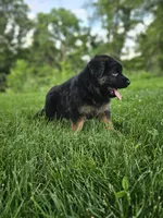 Penny , a female German Shepherd Dog for sale in Dundee, OH – 4 of 8