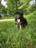 Sparky , a male German Shepherd Dog for sale in Dundee, OH – 3 of 8