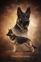 Abby, a female German Shepherd Dog for sale in Dundee, OH – 8 of 9