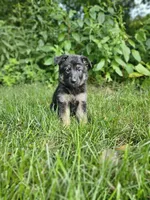 Abby, a female German Shepherd Dog for sale in Dundee, OH – 6 of 9