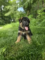 Sammy, a male German Shepherd Dog for sale in Dundee, OH – 2 of 8