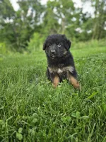 Roxie, a female German Shepherd Dog for sale in Dundee, OH – 3 of 8
