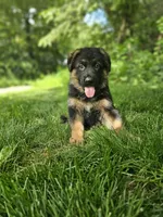 Sammy, a male German Shepherd Dog for sale in Dundee, OH – 5 of 8