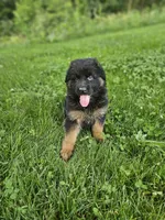 Penny , a female German Shepherd Dog for sale in Dundee, OH – 3 of 8