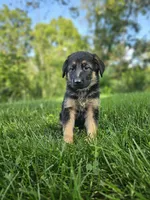 Max, a male German Shepherd Dog for sale in Dundee, OH – 6 of 8