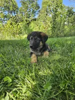 Max, a male German Shepherd Dog for sale in Dundee, OH – 5 of 8